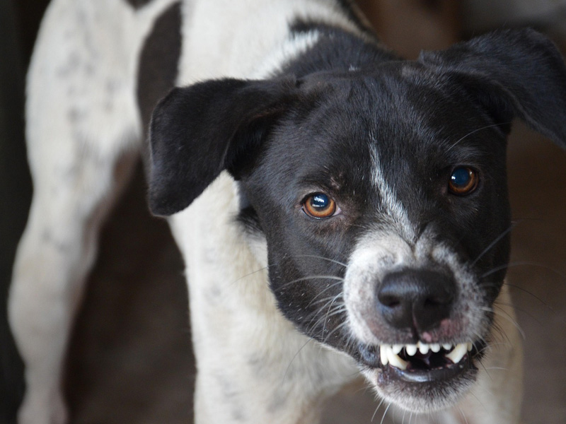 Angry Dog