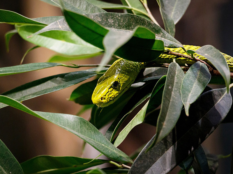 Snake in a tree
